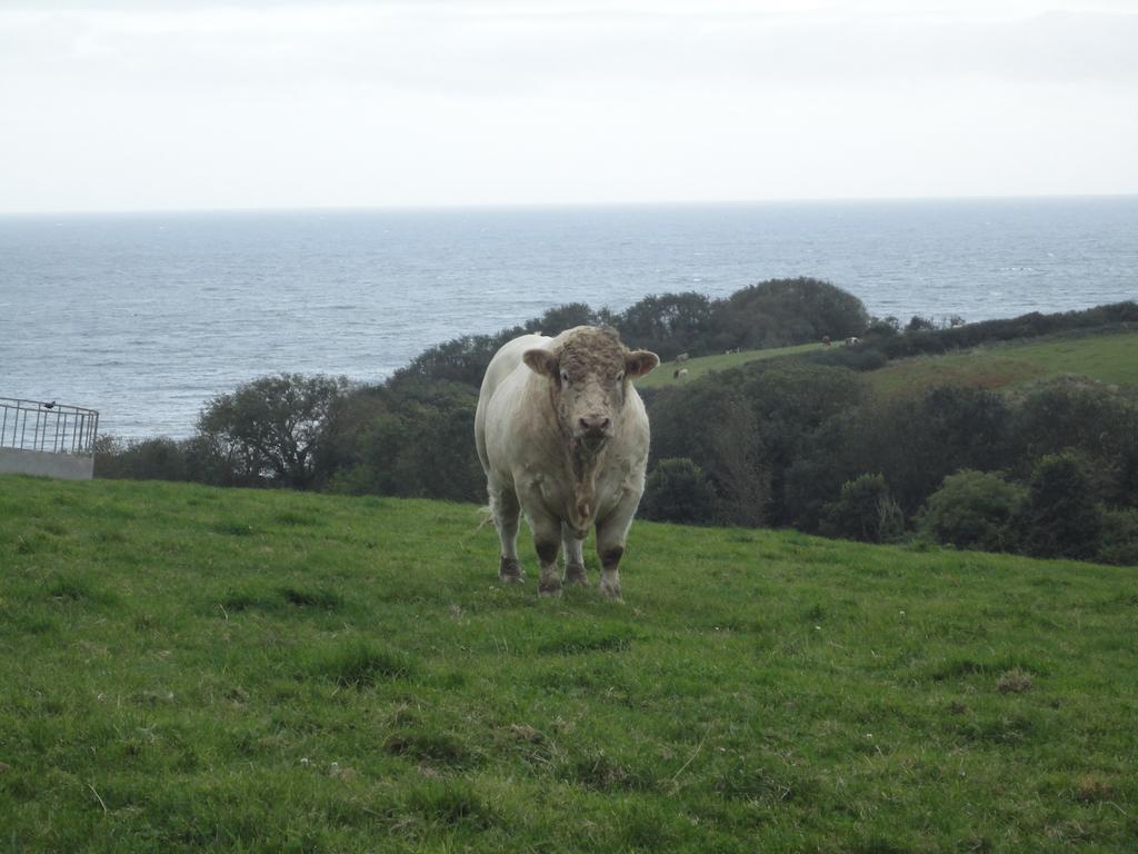 Bay View Cottage St Austell Exteriér fotografie